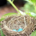 1 - First noticed robin eggs on April 28